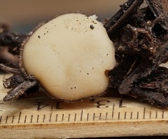 Chaetothiersia vernalis