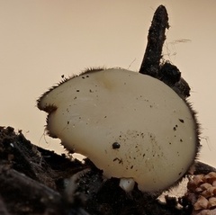 Chaetothiersia vernalis