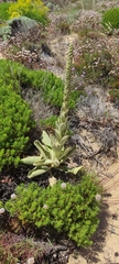 Verbascum litigiosum