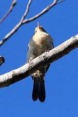 Campylorhynchus turdinus