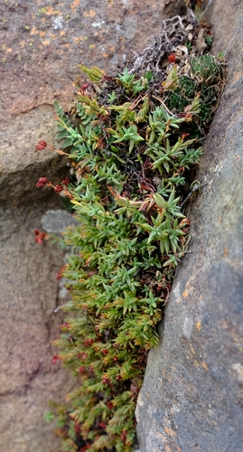 Slab Stonecrop