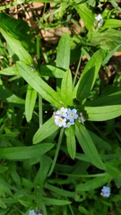 Myosotis sylvatica