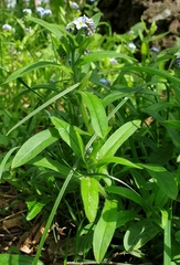 Myosotis sylvatica