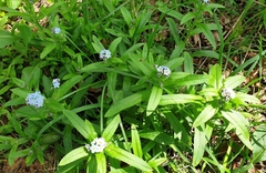 Myosotis sylvatica