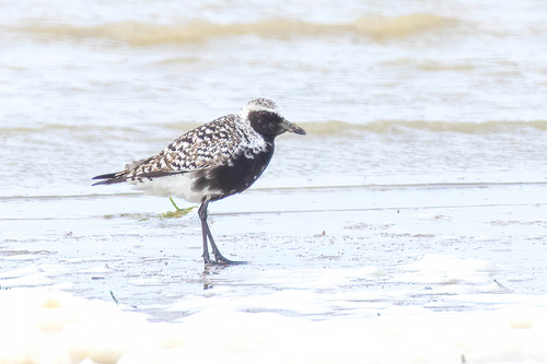 Chorlito gris (Pluvialis squatarola)