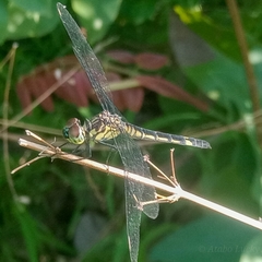 Chalcostephia flavifrons