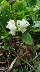 Lamium album