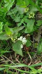 Lamium album