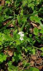 Myosotis sylvatica