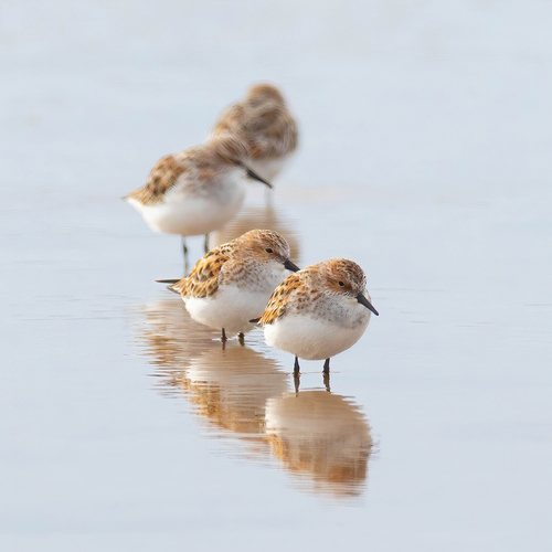 Little Stint (Calidris minuta)