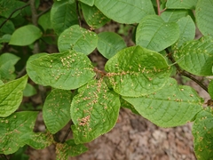 Eriophyes emarginatae