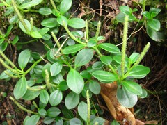 Peperomia urvilleana
