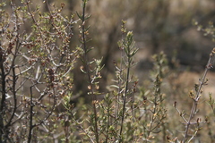 Teucrium africanum