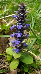 Ajuga reptans
