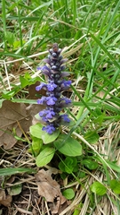 Ajuga reptans