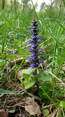 Ajuga reptans