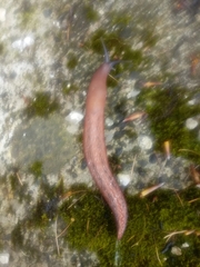 Limax dacampi