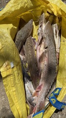 Scaphirhynchus platorynchus