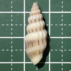 Vexillum exasperatum