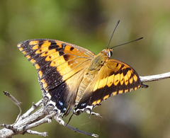 Charaxes saturnus saturnus