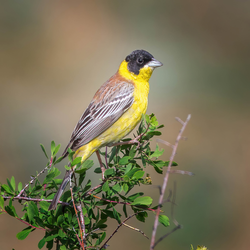 Escribano cabecinegro (Emberiza melanocephala)