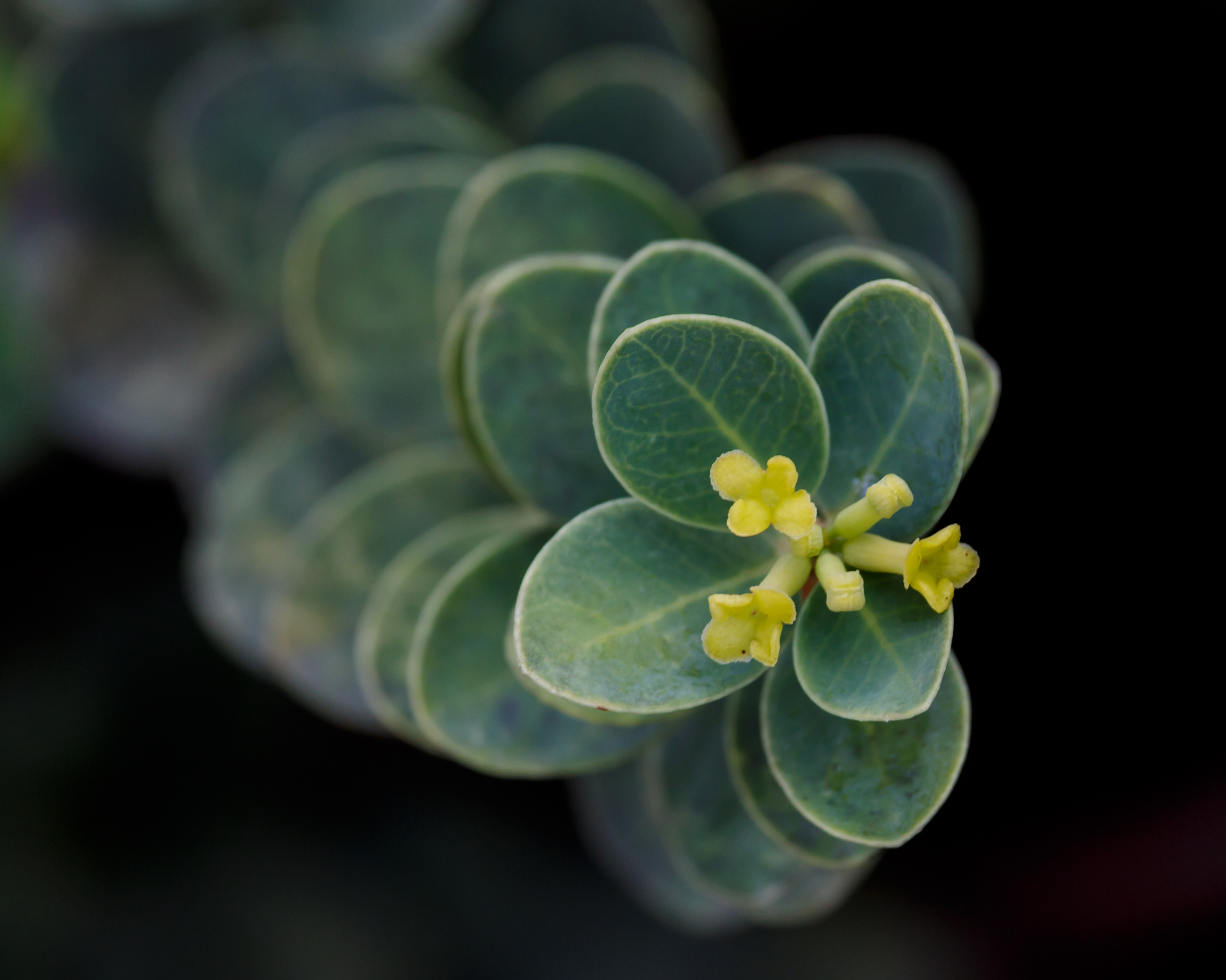 Wikstroemia