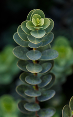 Wikstroemia uva-ursi