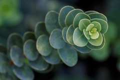 Wikstroemia uva-ursi