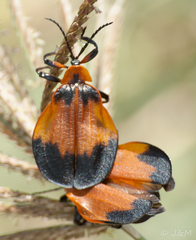 Lycus rostratus