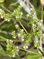 Mitreola