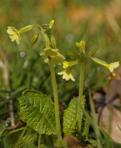Oxlip