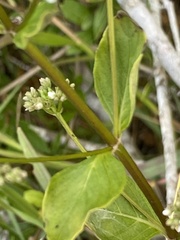 Mitreola