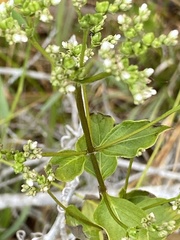 Mitreola