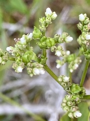 Mitreola