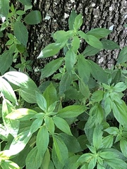 Parietaria officinalis