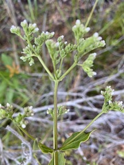 Mitreola