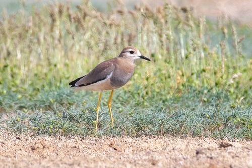 Avefría coliblanca (Vanellus leucurus)