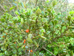 Viscum rotundifolium