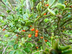 Viscum rotundifolium