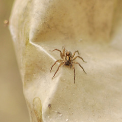 Pardosa