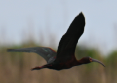 Plegadis falcinellus