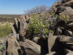 Cissus nymphaeifolia