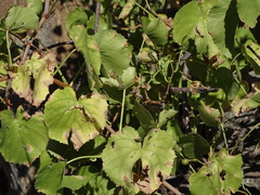 Cissus nymphaeifolia