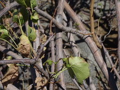 Cissus nymphaeifolia