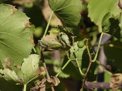 Cissus nymphaeifolia