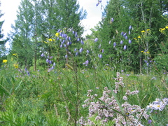 Adenophora stenanthina