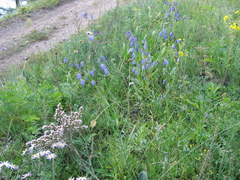 Adenophora stenanthina