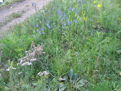 Adenophora stenanthina