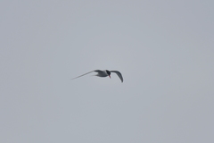 Sterna vittata bethunei