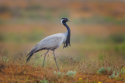 Demoiselle Crane